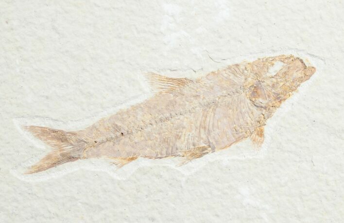 Knightia Fossil Fish - Wyoming #7552